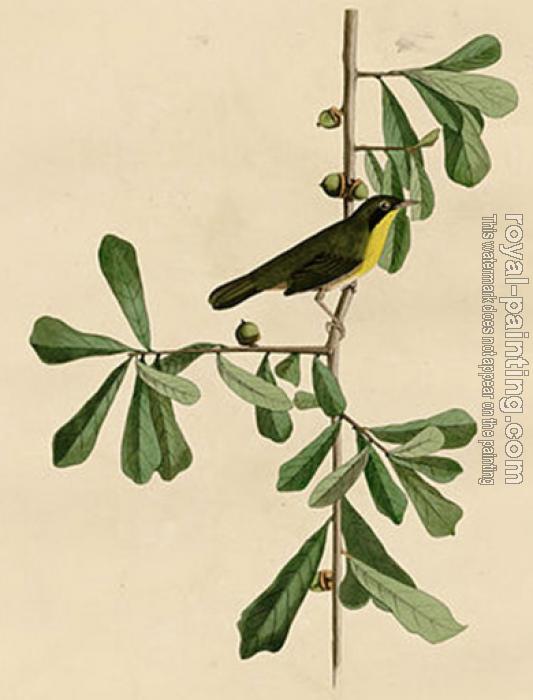 John James Audubon : Roscoe's yellow throat